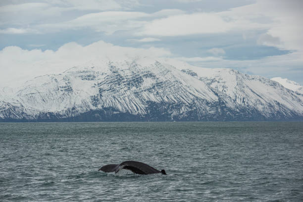 Humpback whale Name: Humpbackwhale
Scientific name: Megaptera novaeangliae
Country: Iceland
Location: Husavik iceland whale stock pictures, royalty-free photos & images