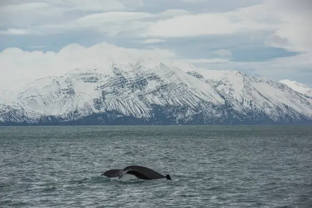 Name: Humpbackwhale
Scientific name: Megaptera novaeangliae
Country: Iceland
Location: Husavik