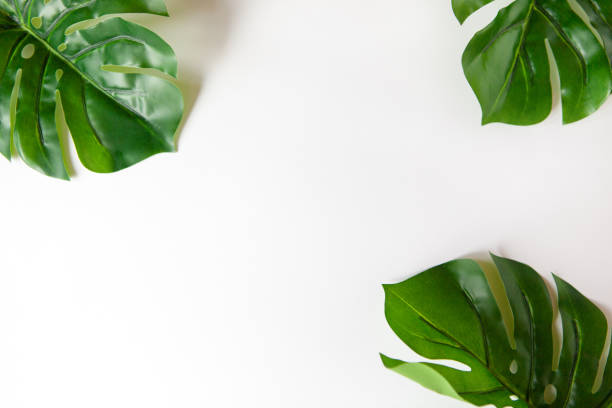 istock Frame of Monstera leaves on white background with copy space. Minimalism flat lay. For lifestyle blog, book, article, social media 1153090893