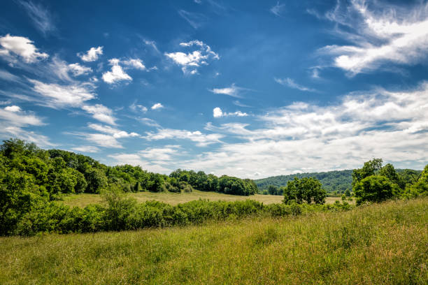 Photo of Sprawling field on a summer morning in the foothills of Virginia