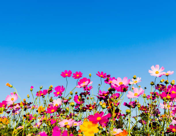 美しい日のコスモスの花 - autumn blue botany clear sky ストックフォトと画像