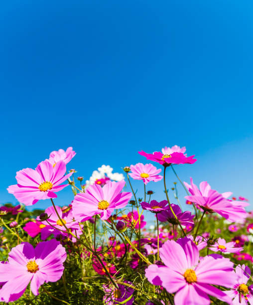 Cosmos Flowers Against Clear Blue Sky