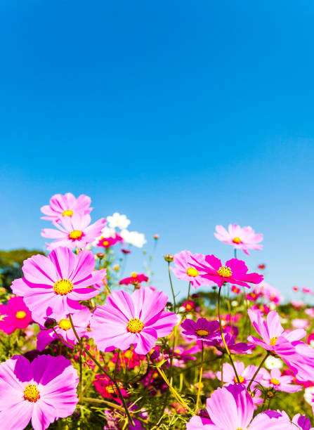 istock Cosmos Flowers On The Beautiful Day 1153091156