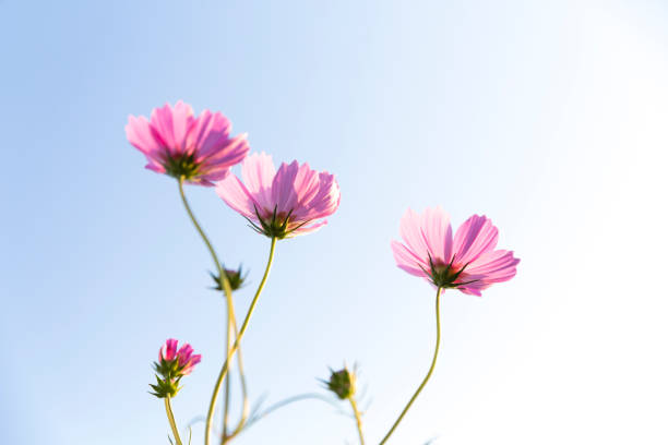 Cosmos Flowers Against Clear Light Blue Sky