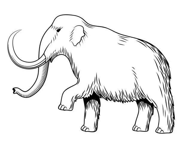 Vector illustration of Mammoth. Black and white vector illustration