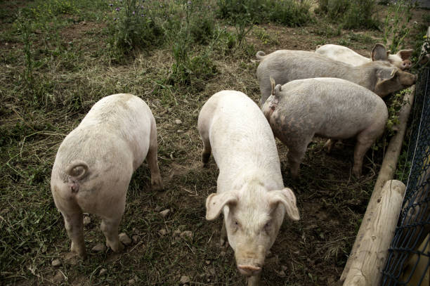 istock Pigs on farm 1153091458