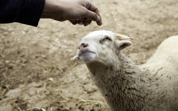 istock Sheep in farm 1153091570