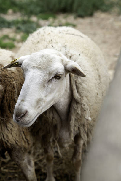 istock Sheep in farm 1153091572