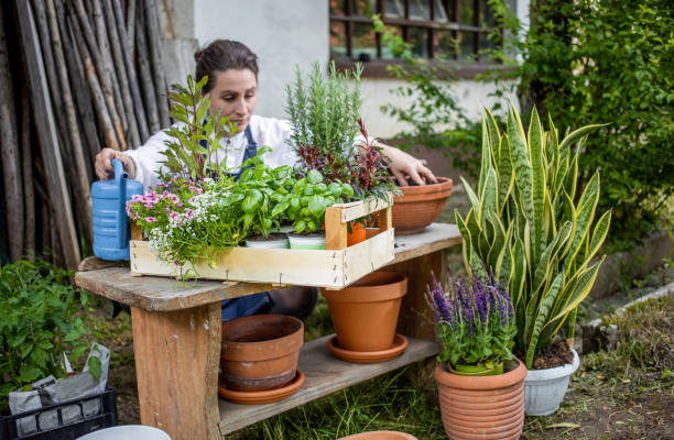 istock Woman Planting Herbs 1153092142