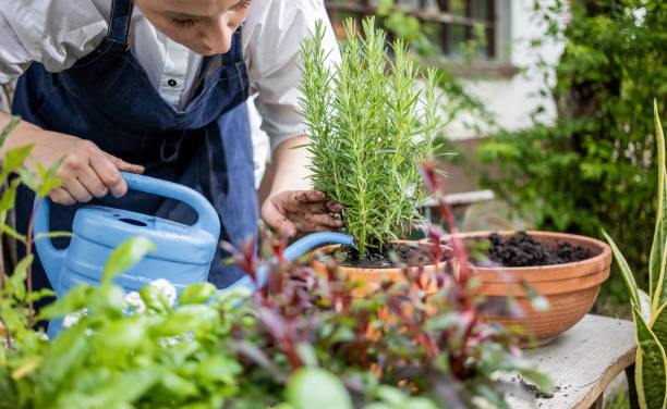 istock Woman Planting Herbs 1153092243