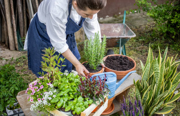 istock Woman Planting Herbs 1153092320