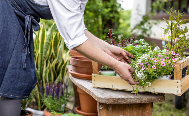 istock Woman Planting Flowers 1153092421