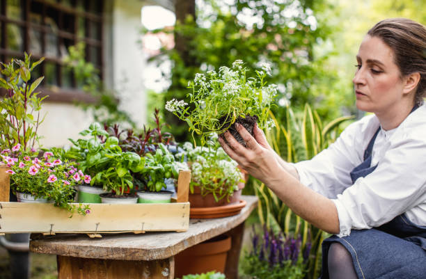 istock Woman Planting Flowers 1153092423