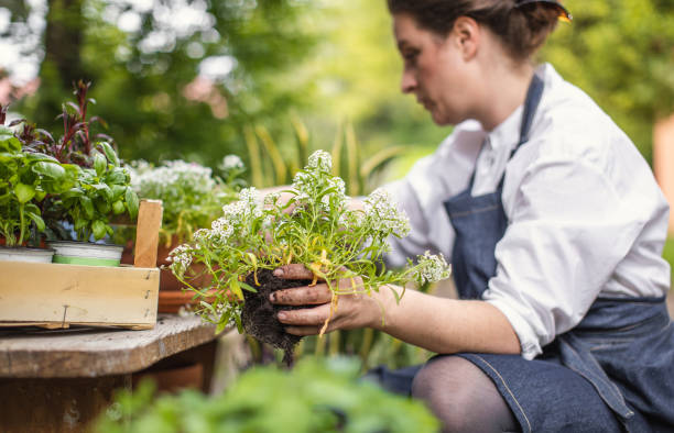 istock Woman Planting Flowers 1153092495