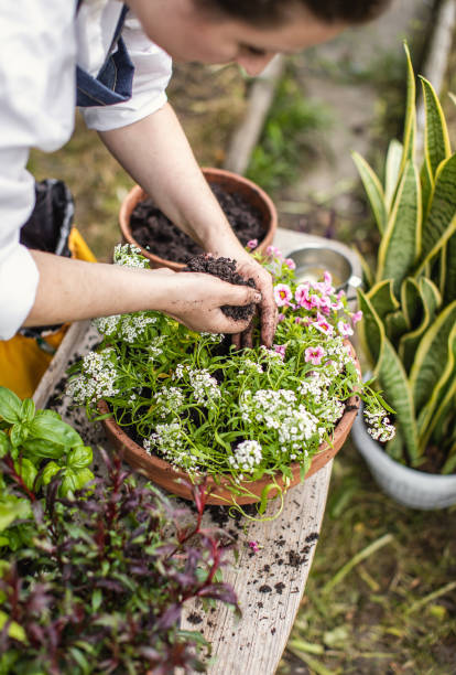 istock Woman Planting Flowers 1153092496