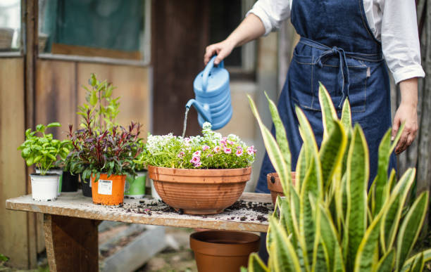 istock Woman Watering Flowers 1153092570