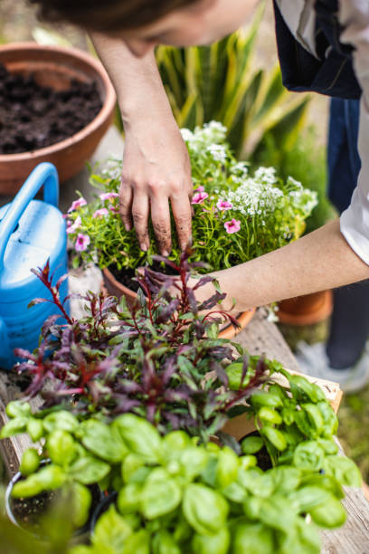Woman Planting Flowers
