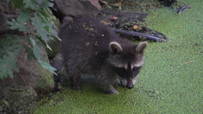 Raccoon cub