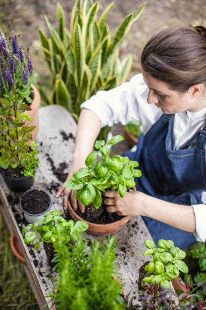 istock Woman Planting Herbs 1153093157