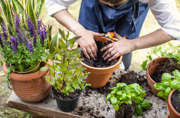 istock Woman Planting Herbs 1153093170