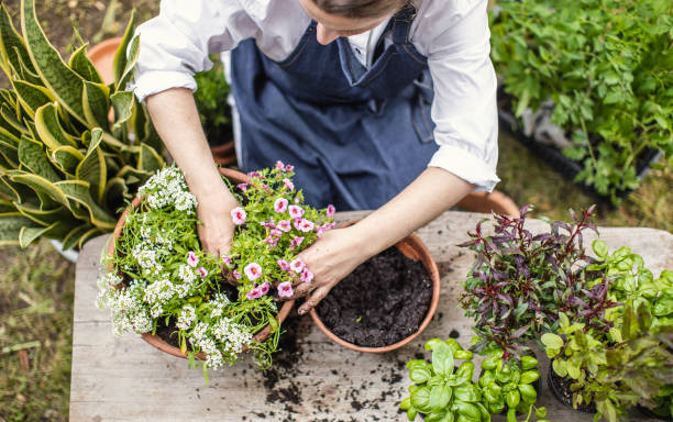 istock Woman Planting Flowers 1153093175