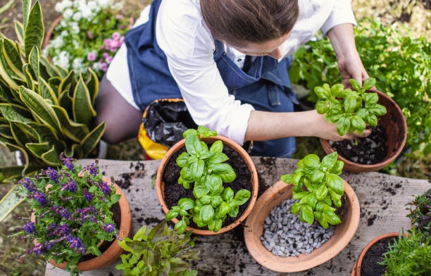 istock Woman Planting Herbs 1153093197