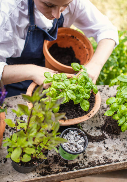 istock Woman Planting Herbs 1153093227