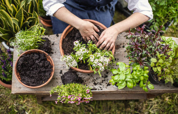 istock Woman Planting Flowers 1153093229