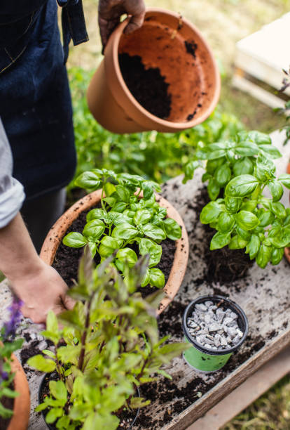 istock Woman Planting Herbs 1153093256