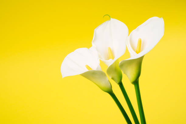 istock calla lily arum flower yellow background 1153095576