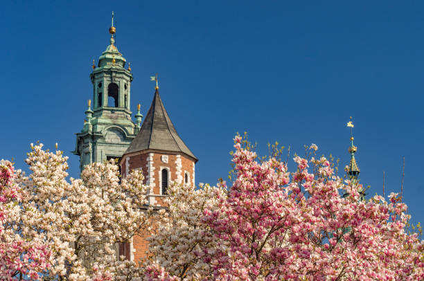 istock Wawel cathedral  blooming magnolia tree, sunny day, Krakow, Poland 1153097463