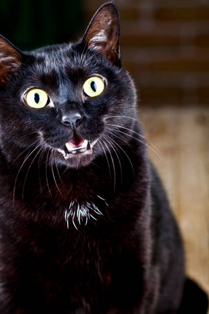 istock Funny black cat sitting and looking at the camera. 1153100119