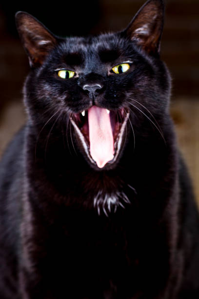 istock Funny yawning black cat sitting and looking at the camera. 1153100150