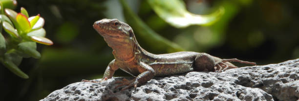 istock Graceful lizard (Gallotia galloti, female) resting on lava stone. 1153104451