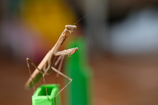 Close up of Mantis with bokeh background