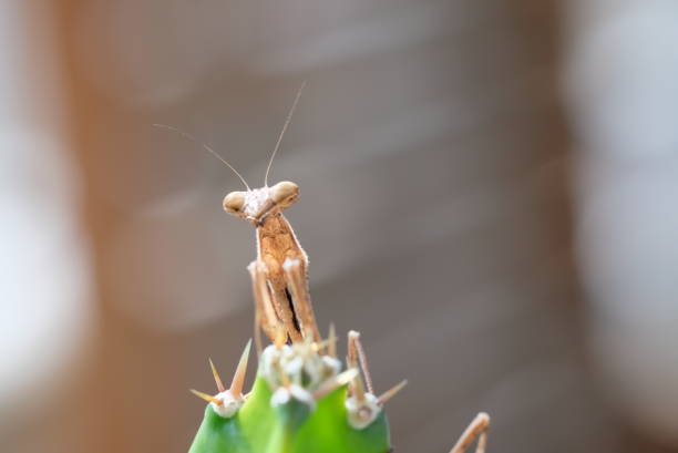 istock Close up of Mantis on background 1153105239