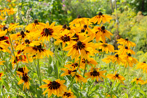 Rudbeckia hirta two-tone flowers yellow brown black black-eyed Susan. Beautiful garden flowers yellow high aster. Black-eyed Susan Rudbeckia hirta is the state flower of Maryland