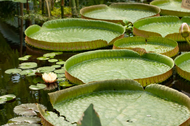 istock Victoria amazonica water lily - the largest waterlily floating in water 1153105493