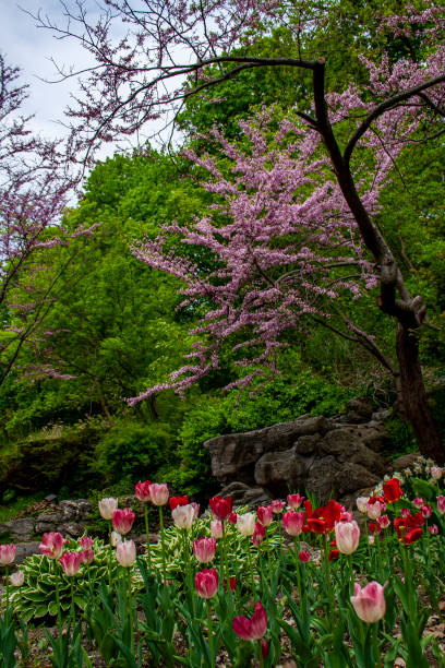 istock Pink flower tree blooming in a park in the spring 1153106611
