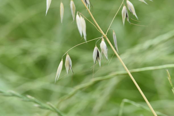 Wild oat / Avena fatua Wild oat growing in the field. avena fatua stock pictures, royalty-free photos & images