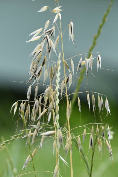 Wild oat / Avena fatua Wild oat growing in the field. avena fatua stock pictures, royalty-free photos & images