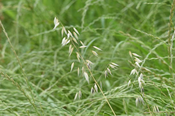 istock Wild oat / Avena fatua 1153108792