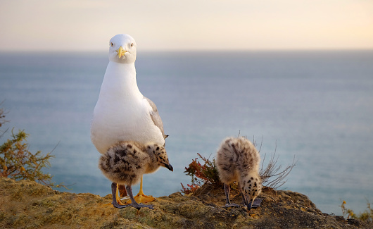 Family of mother seagull and her two chicks on the sea on a rock. Seagull chick snuggles up to his mom. Location Portimao, Algarve, Portugal.