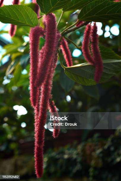 Firetail Acalypha Hispida Stock Photo - Download Image Now - Chenille, Close-up, Cute