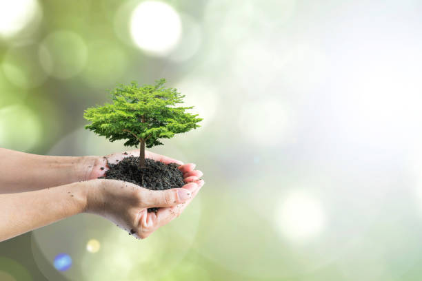 istock Sustainable environment, saving environmental ecosystem of forest, and go green concept with tree planting on volunteer's hands 1153114644