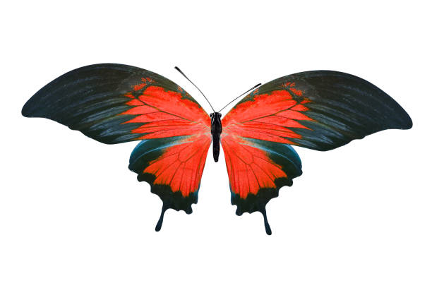istock tropical red butterfly. isolated on white background 1153114654