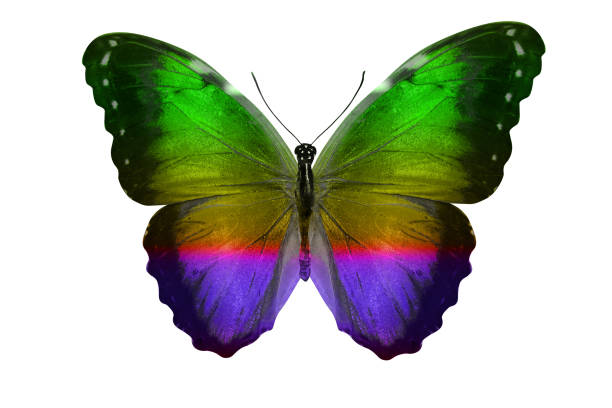 istock butterfly isolated on white. multicolor insect. tropical animal. template for design 1153114655