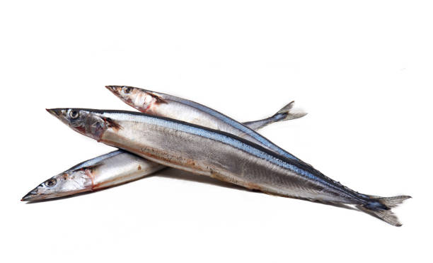 istock Pacific saury isolated on the white background 1153115248