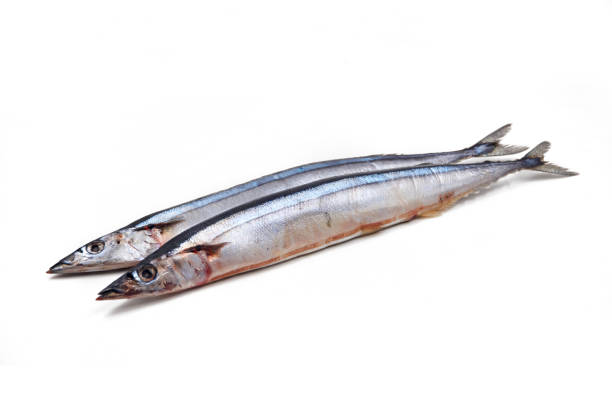 istock Pacific saury isolated on the white background 1153115273
