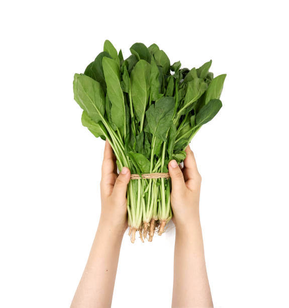 istock Female hand holding spinach on a white background 1153118694
